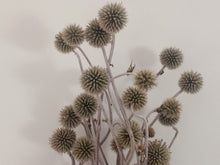 Charger l&#39;image dans la galerie, Echinops blanc grisâtre(Chardon du globe)
